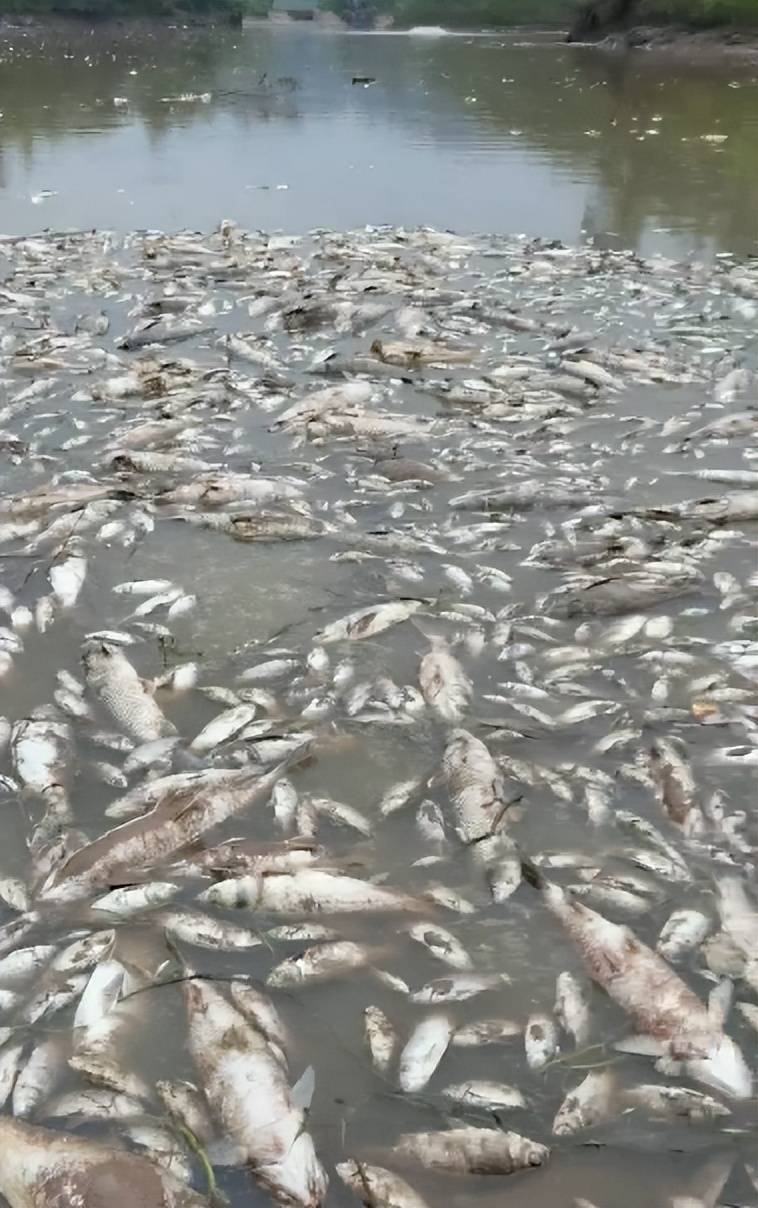 ag mos033皇冠_街道办违法强拆120亩鱼塘ag mos033皇冠,致37万斤鱼损失被判赔380万,回应称无赔付能力可法拍资产抵债