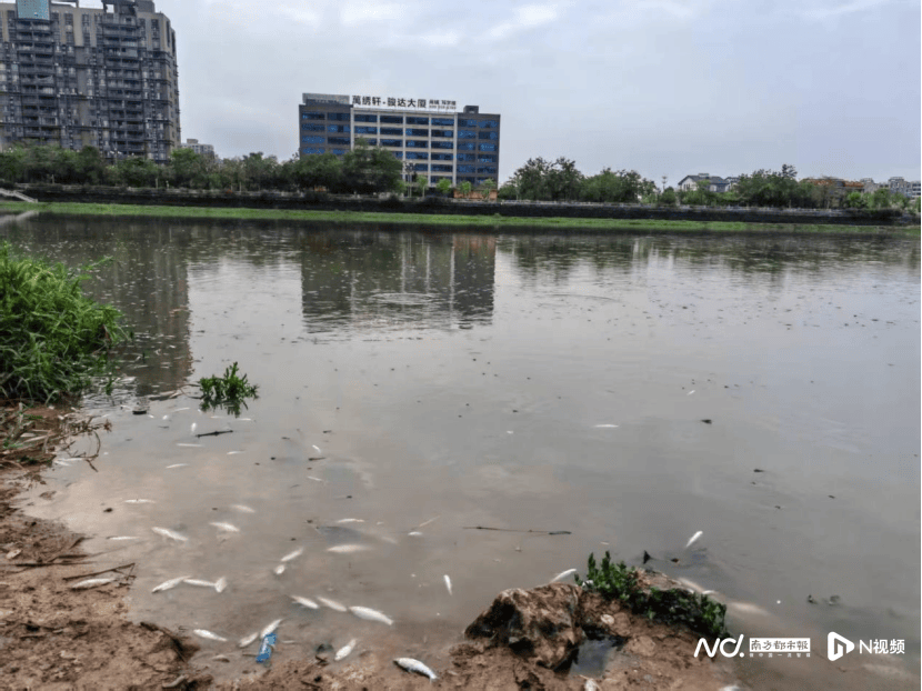 皇冠信用网开户_东莞寒溪河出现大片死鱼皇冠信用网开户！官方回应：天气原因