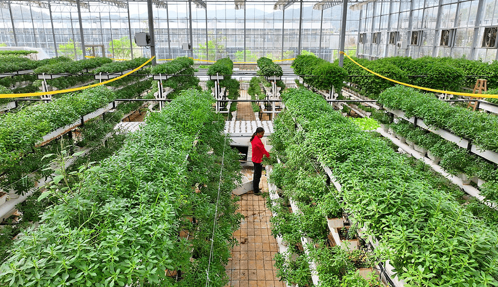 希拉尔足球
_全国政协常委、江西省政协副主席谢茹经济日报刊文：如何纾解粮菜争地之困