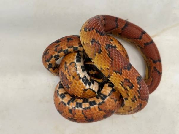 皇冠信用盘在线开户_蛇:是谁给我穿上了丝袜皇冠信用盘在线开户?皇岗海关在婴儿车靠背后方查获用丝袜包裹的活体蛇1条