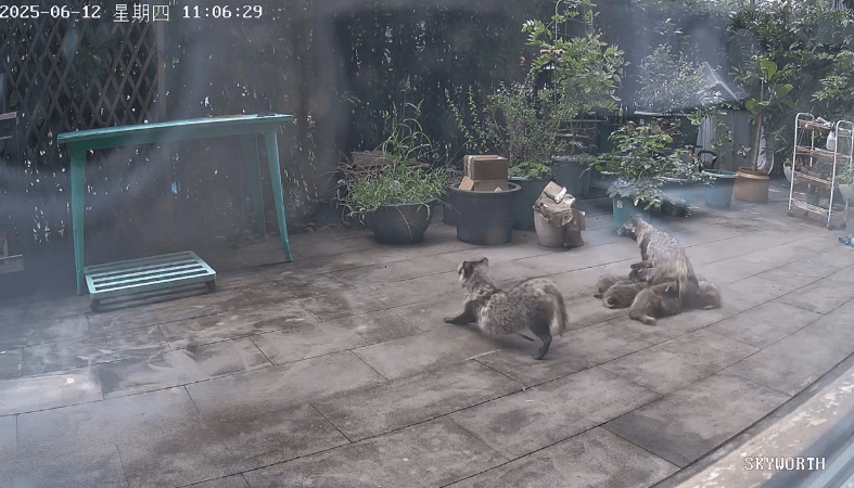 皇冠登一登二登三区别_上海一小区居民苦恼新邻居:突然搬来让人提心吊胆皇冠登一登二登三区别!不能抓不能打