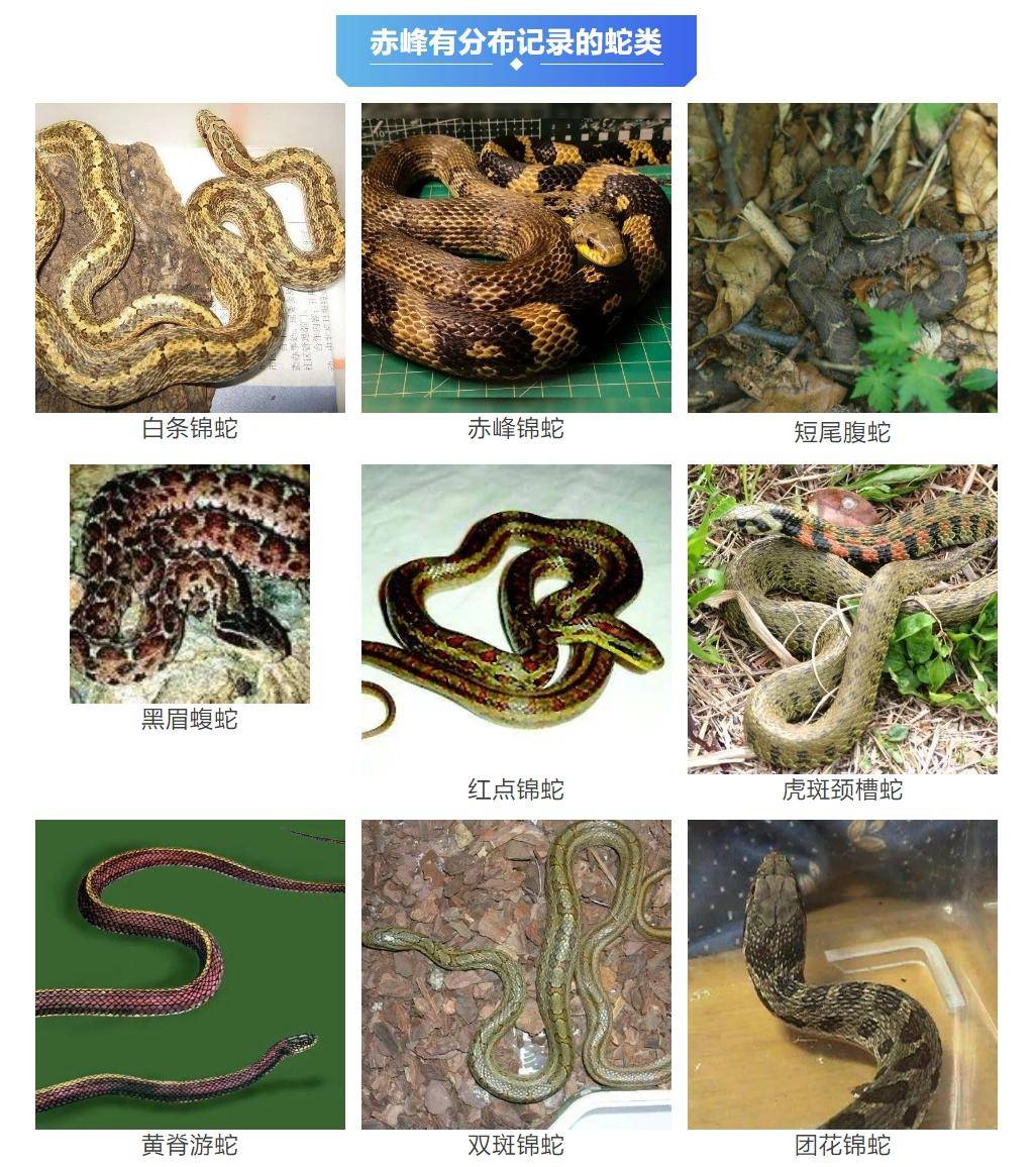 皇冠信用網在线开户_内蒙古赤峰有人拍到了“鸡脖子蛇”皇冠信用網在线开户,有毒!千万小心!