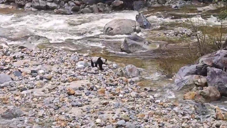 皇冠皇冠平台_游客在陕西龙吟峡偶遇大熊猫过河皇冠皇冠平台,景区:系纯野生秦岭大熊猫,今年首次发现