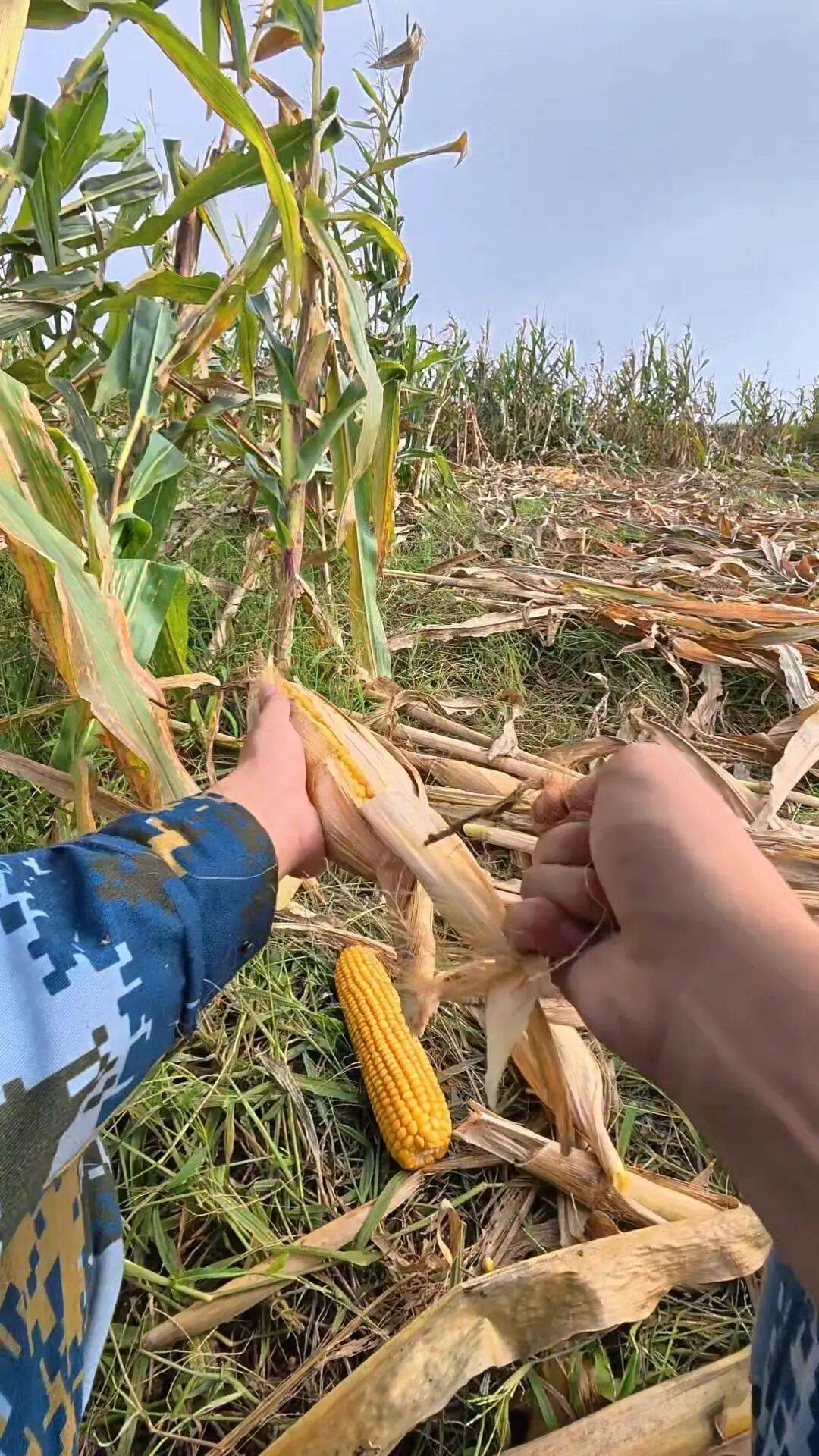 皇冠信用网登1_山东一大学生国庆8天假掰了7天半玉米皇冠信用网登1，本人称“自己多弯一次腰父母就少吃一点苦”