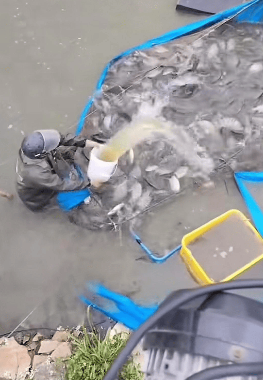 皇冠信用網开号
_水产市场“麻醉鱼”调查:有商家称麻药有味会换水再卖皇冠信用網开号
,有无危害尚不明,出台监管措施尚缺理论依据