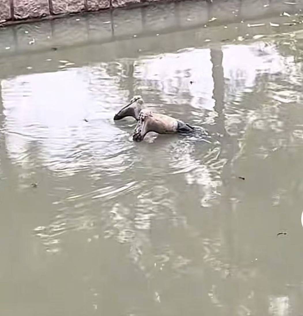 普雷斯顿 vs 斯旺西
_上海一男子报警称发现“浮尸”!多部门“全副武装”赶来普雷斯顿 vs 斯旺西
,结局反转:捞起一双长筒雨鞋