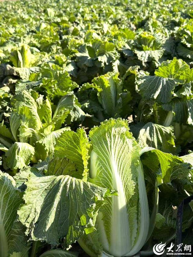 皇冠体育App下载
_山东青岛:全国首批“板蓝根白菜”喜获丰收皇冠体育App下载
,正式上市!首批10万棵已被上海采购商“包圆”