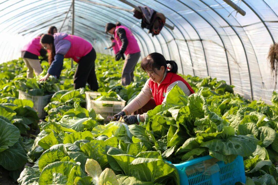 NBA篮球球探_29岁儿子突发心梗离世NBA篮球球探，家里上万斤蔬菜滞销！浙江60岁大伯绝望痛哭，短短一天后……