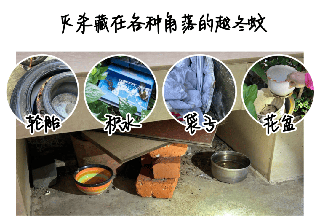 皇冠信用网登3出租_消灭一只等于消灭千只！深圳人皇冠信用网登3出租，天冷也别忘了做这件事！